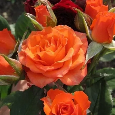 Саженцы роз АЛЕГРИЯ спрей в Твери