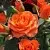 Саженцы роз АЛЕГРИЯ спрей в Твери