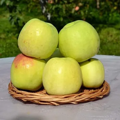 Яблоня БИРСКОЕ ГРУШЕВОЕ (БИЧИК)  Яблоня БИРСКОЕ ГРУШЕВОЕ (БИЧИК) в Твери