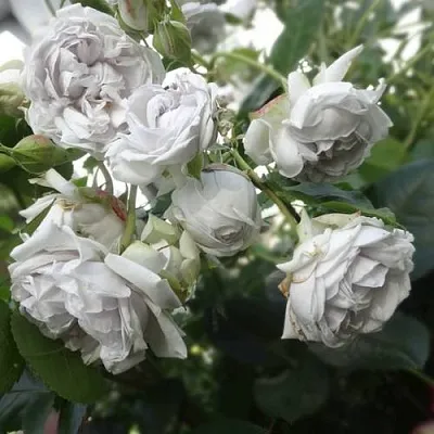 Саженцы роз ГРИЗЕЛИС шраб  Саженцы роз ГРИЗЕЛИС шраб в Твери