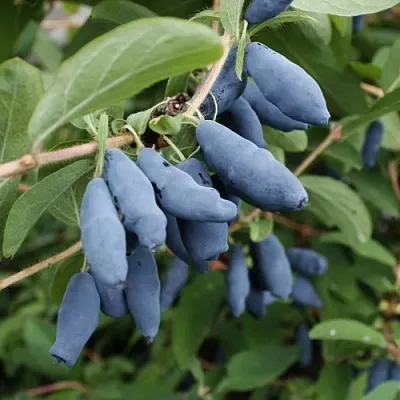 Жимолость съедобная ТОМИ японская в Твери