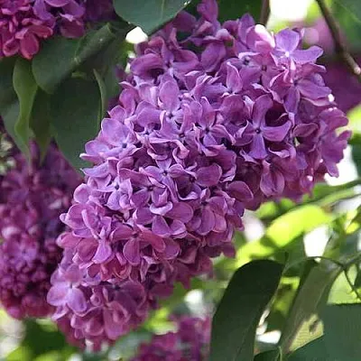 Сирень КАПИТАН ГАСТЕЛЛО  Сирень КАПИТАН ГАСТЕЛЛО в Твери