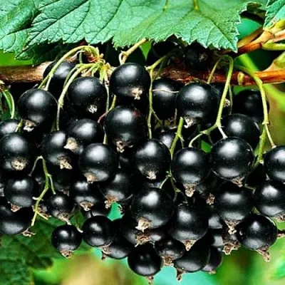 Смородина черная АТЛАНТ в Твери