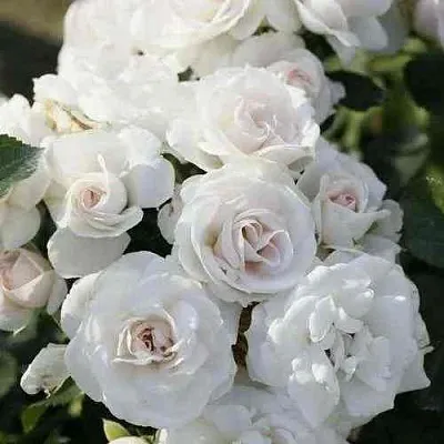 Саженцы роз АСПИРИН флорибунда в Твери