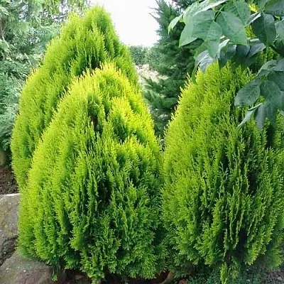 Туя восточная в Твери