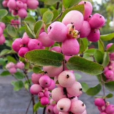 Снежноягодник ФИЕСТА БЕРРИ доренбоза  Снежноягодник ФИЕСТА БЕРРИ доренбоза в Твери