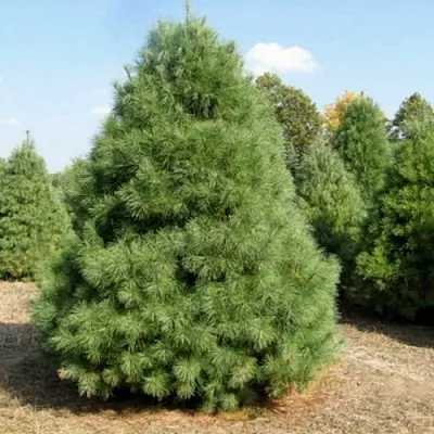 Сосна ВЕЙМУТОВА  Сосна ВЕЙМУТОВА в Твери