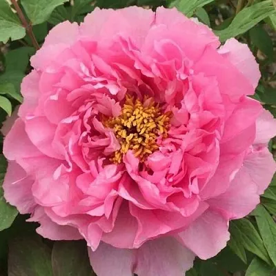 Пион РОЗОВЫЙ ЛОТОС древовидный  Пион РОЗОВЫЙ ЛОТОС древовидный в Твери