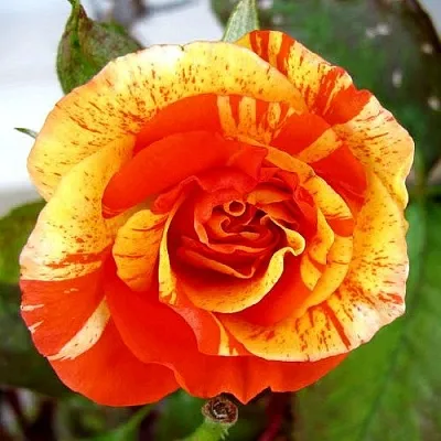 Саженцы роз АПЕЛЬСИН И ЛИМОН флорибунда в Твери