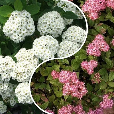 Комплект ТАЛАНТЛИВЫЙ САДОВОД в Твери