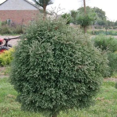 Туя вересковидная  Туя вересковидная в Твери