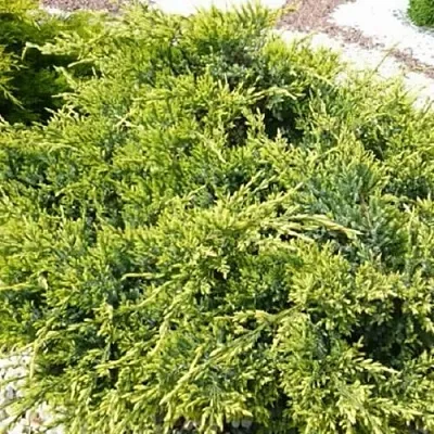 Можжевельник ГОЛД СТАР средний  Можжевельник ГОЛД СТАР средний в Твери