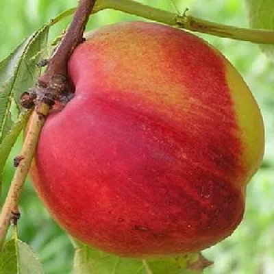 Нектарин СТАРК РЕД ГОЛД  Нектарин СТАРК РЕД ГОЛД в Твери