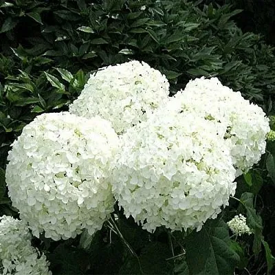 Гортензия АННАБЕЛЬ древовидная  Гортензия АННАБЕЛЬ древовидная в Твери