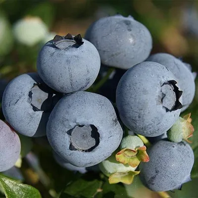 Высокорослые сорта  в Твери