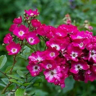 Саженцы роз МАРДЖОРИ ФЕЙР полиантовая в Твери