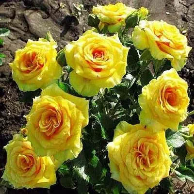 Саженцы роз САН СИТИ спрей в Твери