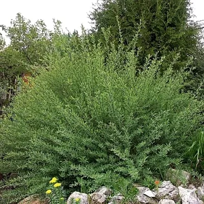 Ива НАНА  пурпурная  в Твери