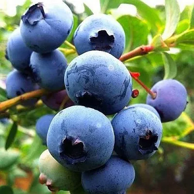 Низкорослые сорта  в Твери