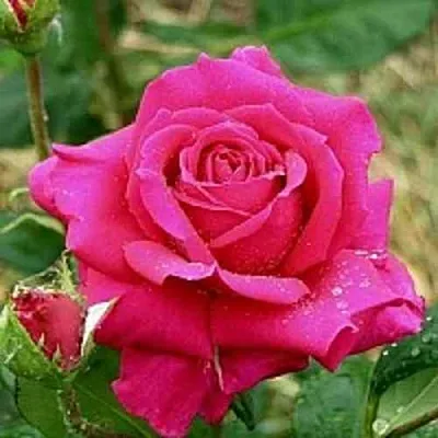 Саженцы роз ШАКИРА чайно-гибридная в Твери