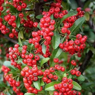 Пираканта РЕД КУИШОН  Пираканта РЕД КУИШОН в Твери