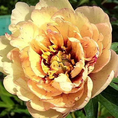 Пионы ИТО-гибриды в Твери