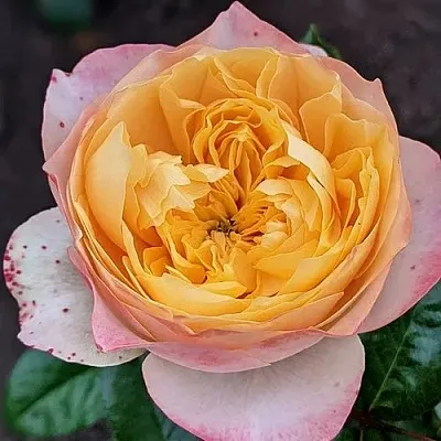 Саженцы роз ГОЛДЕН ВУВУЗЕЛА чайно-гибридная в Твери