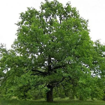 Дуб черешчатый  в Твери