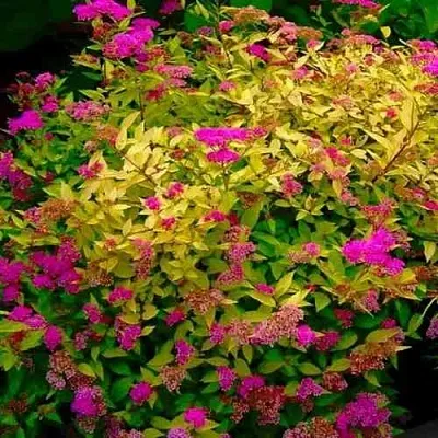 Спирея ГОЛДЕН ПРИНЦЕСС японская  Спирея ГОЛДЕН ПРИНЦЕСС японская в Твери