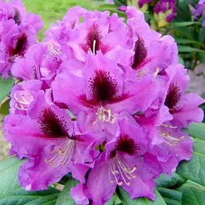 Рододендрон РАСПУТИН в Твери