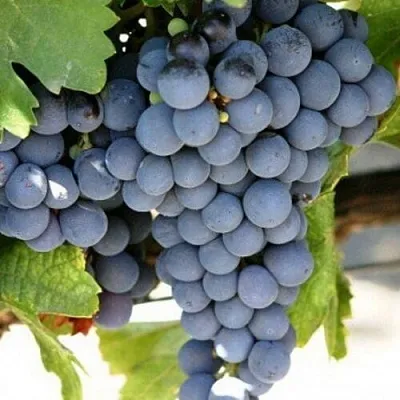 Виноград ЧЕСУРАН в Твери