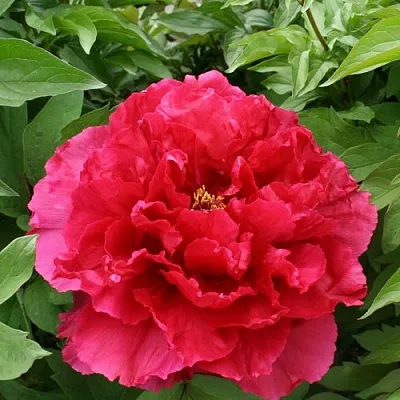 Пион АРОМАТНОЕ ВОСПОМИНАНИЕ древовидный  Пион АРОМАТНОЕ ВОСПОМИНАНИЕ древовидный в Твери