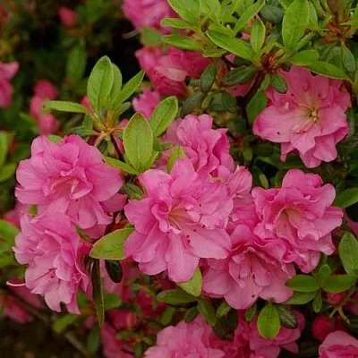 Азалия РОЗИНЕТТА японская  Азалия РОЗИНЕТТА японская в Твери