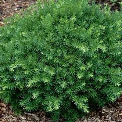 Тис ХИКСИ средний  Тис ХИКСИ средний в Твери