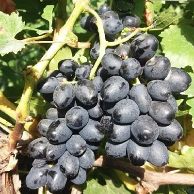 Виноград КИШМИШ АТТИКА в Твери