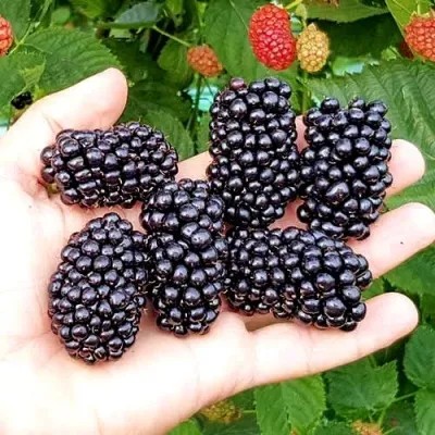 Ежевика ОУАЧИТА бесшипная — описание сорта Ежевика ОУАЧИТА бесшипная в Твери