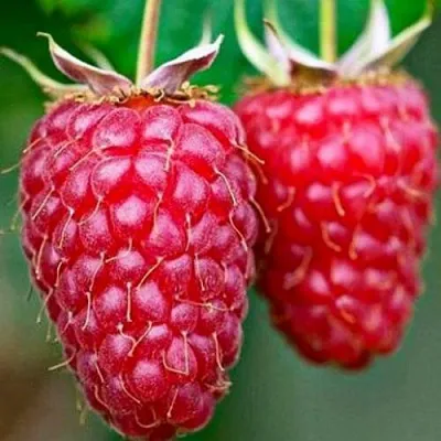 Саженцы малины Бриллиантовая