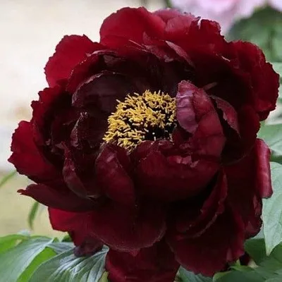 Пион ПОЛНОЧЬ древовидный  Пион ПОЛНОЧЬ древовидный в Твери