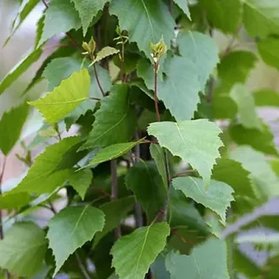 Береза ФАСТИГИАТА повислая  в Твери