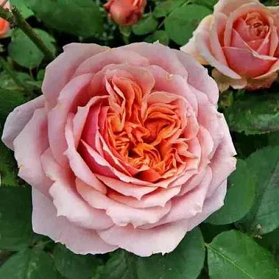 Саженцы роз ПОЛЬ БОКЮЗ шраб  Саженцы роз ПОЛЬ БОКЮЗ шраб в Твери