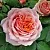 Саженцы роз ПОЛЬ БОКЮЗ шраб в Твери