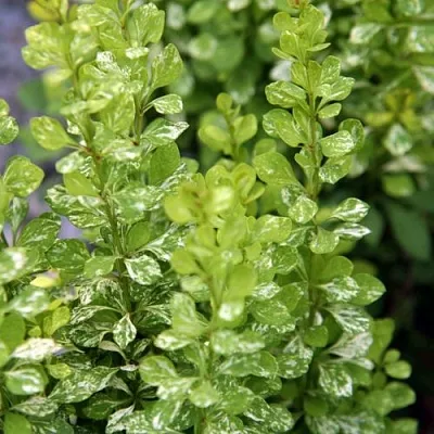 Барбарис ПАУ ВАУ тунберга  Барбарис ПАУ ВАУ тунберга в Твери