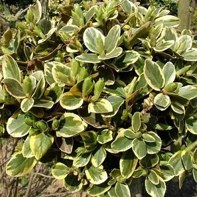 Бересклет КАНАДЕЙЛ ГОЛД   Бересклет КАНАДЕЙЛ ГОЛД  в Твери