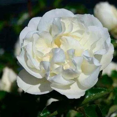 Саженцы роз ВАЙТ МЕЙДИЛАНД почвопокровная в Твери