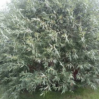 Ива СЕРЕБРИСТАЯ в Твери