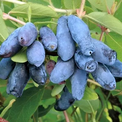 Жимолость съедобная ПАВЛОВСКАЯ в Твери