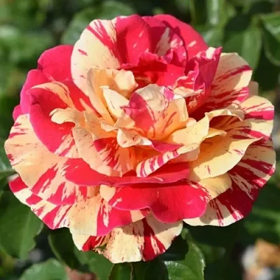 Саженцы роз ВАНИЛЛА ФРАЙЗ плетистая в Твери