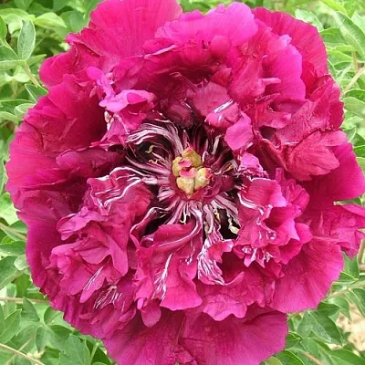 Пион ПУРПУРНЫЙ ОКЕАН древовидный  Пион ПУРПУРНЫЙ ОКЕАН древовидный в Твери