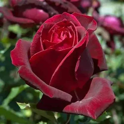 Саженцы роз ПАПА МЕЙЯН чайно-гибридная в Твери