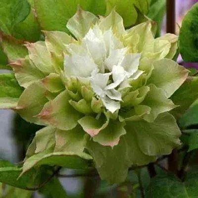 Клематис СЕН-НО-КЕЙЗ  Клематис СЕН-НО-КЕЙЗ в Твери